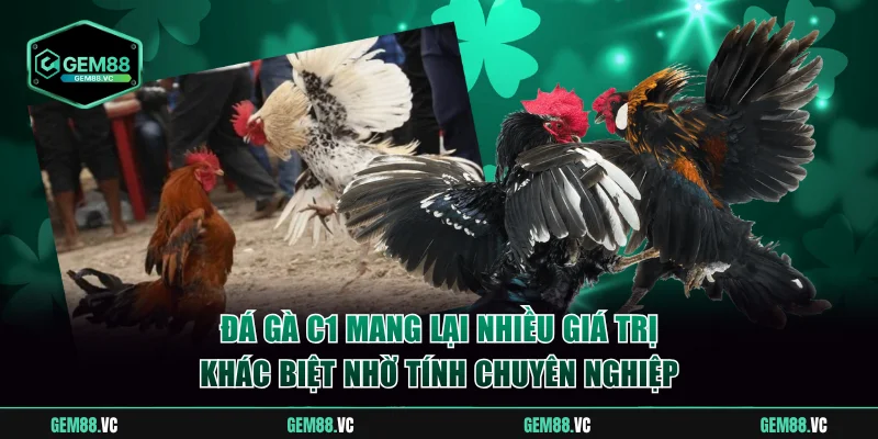 Đá gà C1 mang lại nhiều giá trị khác biệt nhờ tính chuyên nghiệp