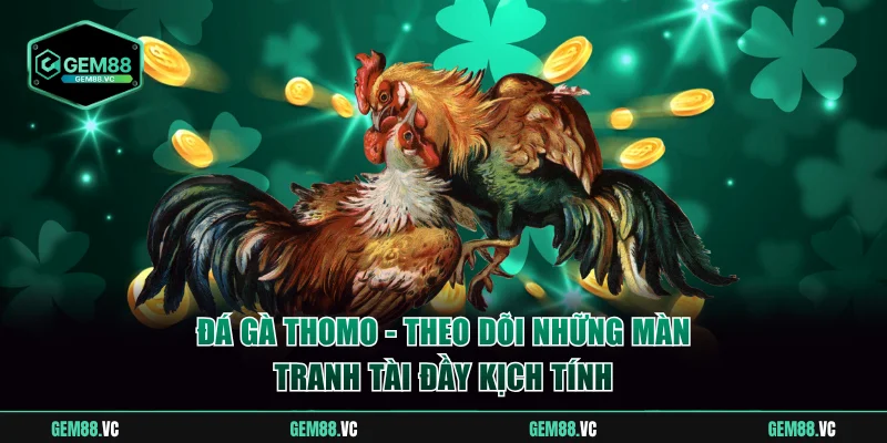 Đá gà Thomo